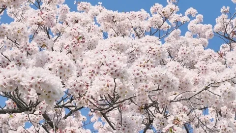 Landscape of the cherry blossom Stock Footage 85408090