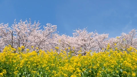Landscape of the cherry blossom Stock Footage 85710558