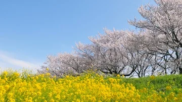 Landscape of the cherry blossom Stock Footage 85710569