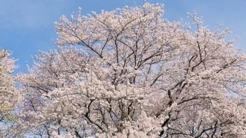 Landscape of the cherry blossom Vídeo Stock 85710573