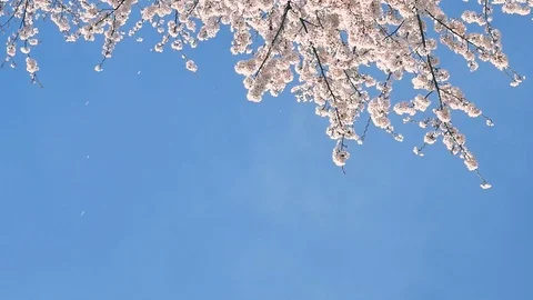 Landscape of the cherry blossom Видео 85884448
