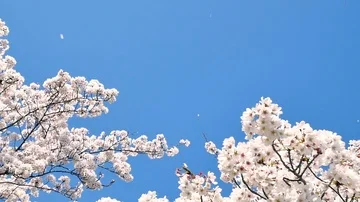 Landscape of the cherry blossom Stock Footage 85884458