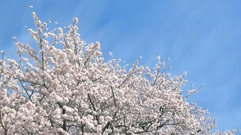 Landscape of the cherry blossom Stock Footage 85884462