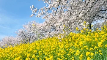 Landscape of the cherry blossom Stock-Footage 85884485