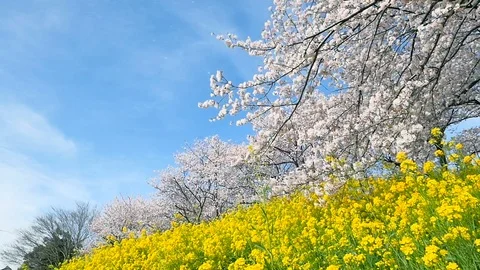 Landscape of the cherry blossom Stock Footage 86058629