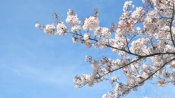 Landscape of the cherry blossom Stockbeeldmateriaal 86058634