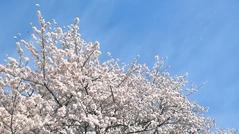 Landscape of the cherry blossom Video stock 86058635