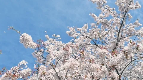 Landscape of the cherry blossom Stock Footage 86058662