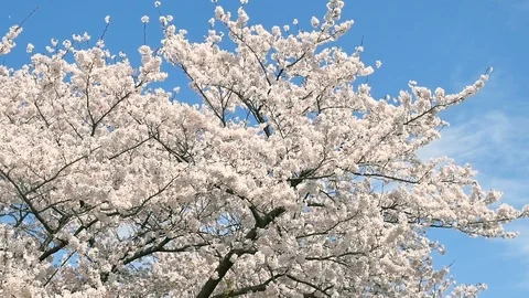 Landscape of the cherry blossom Stock Footage 86058665