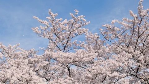 Landscape of the cherry blossom Stock Footage 86220162