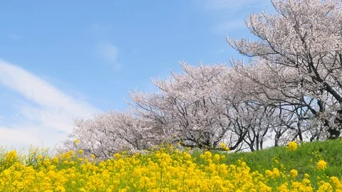 Landscape of the cherry blossom Vídeo Stock 86220166