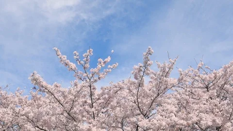 Landscape of the cherry blossom Video stock 86220169