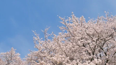 Landscape of the cherry blossom Stock Footage 86220176