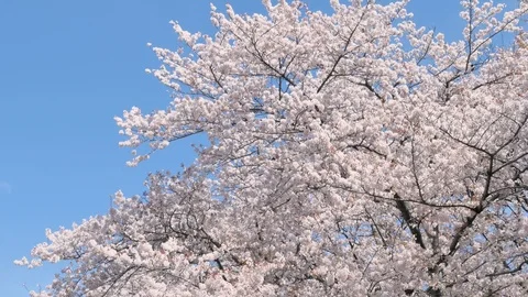 Landscape of the cherry blossom Stockbeeldmateriaal 86220181