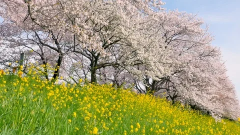 Landscape of the cherry blossom Video stock 87306818