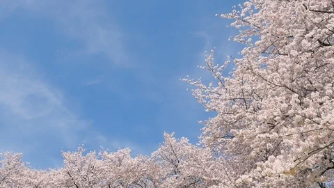 Landscape of the cherry blossom Vidéo 87307055