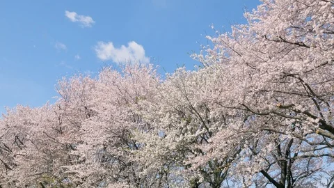 Landscape of the cherry blossom Stock Footage 87308459