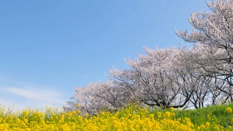 Landscape of the cherry blossom Video stock 87308884