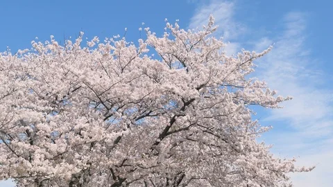 Landscape of the cherry blossom Video stock 87309325