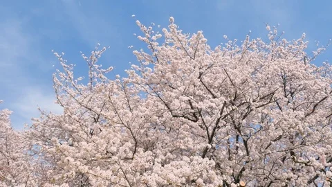 Landscape of the cherry blossom Video stock 88844703