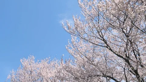 Landscape of the cherry blossom Stock Footage 88844723