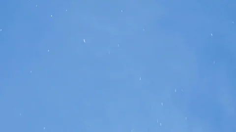 Landscape of the cherry blossom Video stock 88887358