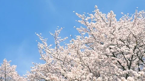 Landscape of the cherry blossom Stock Footage 88887360