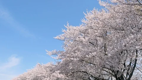 Landscape of the cherry blossom Stockbeeldmateriaal 91236480