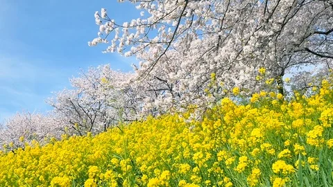 Landscape of the cherry blossom Stock Footage 91238771