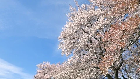 Landscape of the cherry blossom Stockbeeldmateriaal 91238775