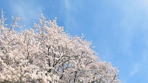 Landscape of the cherry blossom Stock Footage 91238783