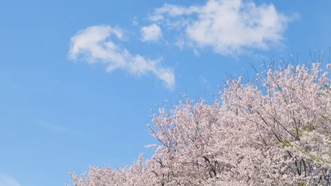 Landscape of the cherry blossom Stock Footage 92518114