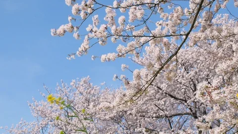 Landscape of the cherry blossom Stock Footage 92518123
