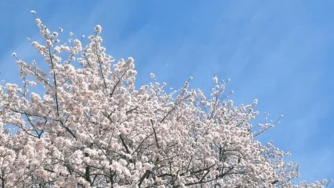 Landscape of the cherry blossom Stock Footage 93218107