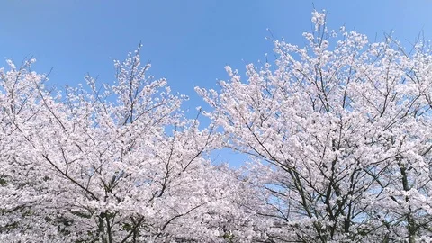 Landscape of the cherry blossom Stock-Footage 93497951