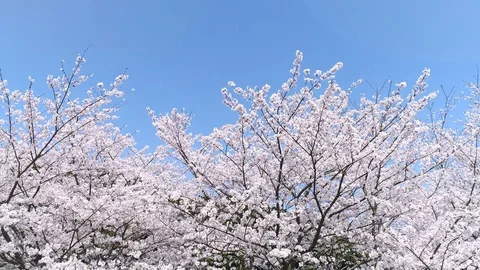 Landscape of the cherry blossom Vídeo Stock 93497953