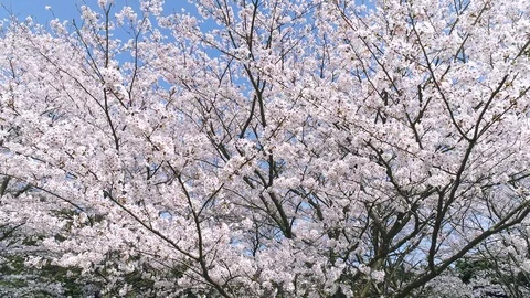 Landscape of the cherry blossom Vídeo Stock 93497959