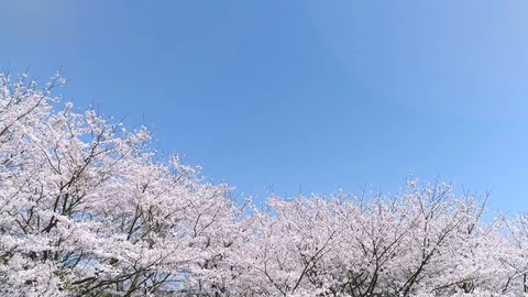 Landscape of the cherry blossom Stock Footage 93569768