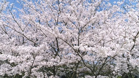 Landscape of the cherry blossom Stock Footage 93569771
