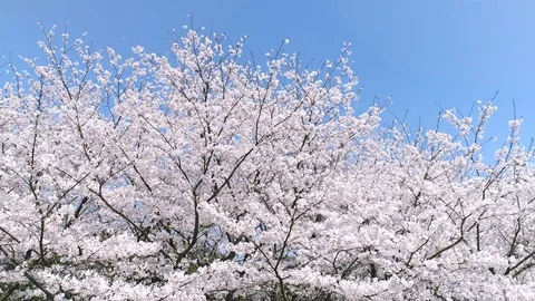 Landscape of the cherry blossom Stock-Footage 93891171