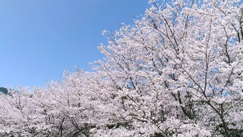 Landscape of the cherry blossom Stock Footage 93891192