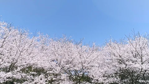 Landscape of the cherry blossom Stock Footage 94577011