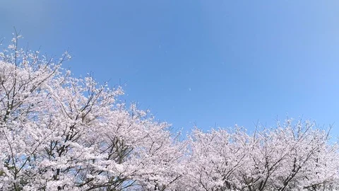 Landscape of the cherry blossom Stock Footage 94577013