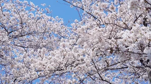 Landscape of the cherry blossom Stock Footage 164419096