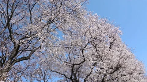Landscape of the cherry blossom Stock Footage 164419102