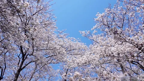 Landscape of the cherry blossom Stock Footage 164419109