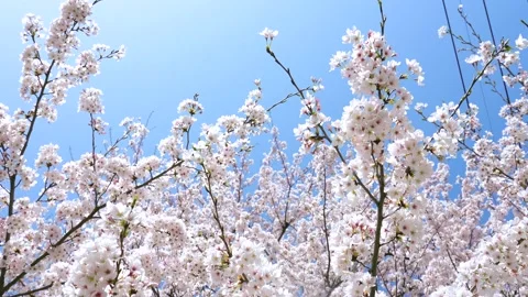 Landscape of the cherry blossom Stock Footage 164419115
