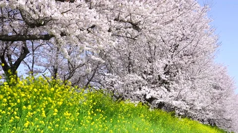 Landscape of the cherry blossom Stock Footage 164419118