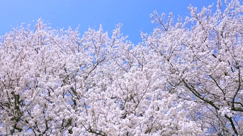 Landscape of the cherry blossom Stock Footage 164419119