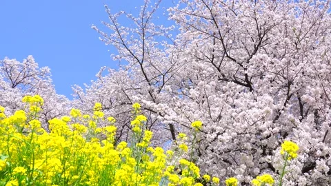 Landscape of the cherry blossom Stock Footage 164419129